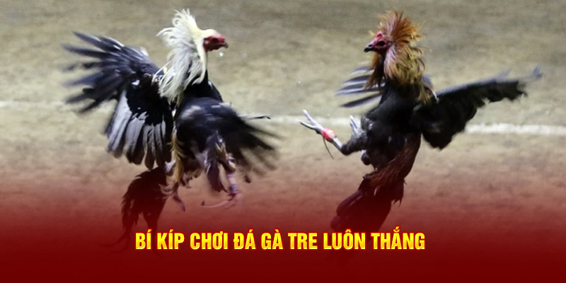 Bí kíp chơi đá gà tre luôn thắng 