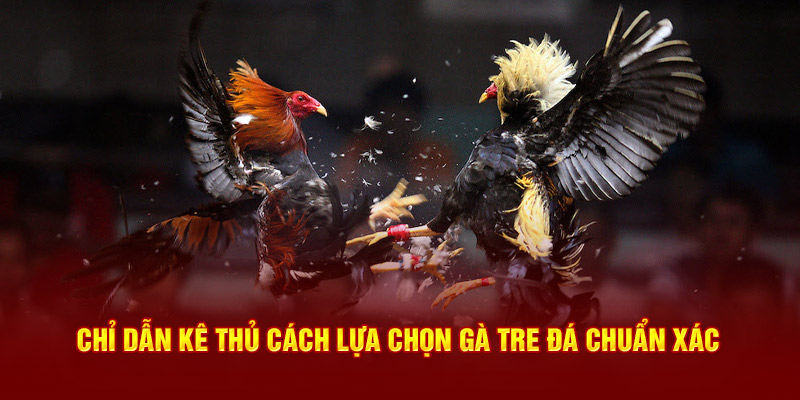 Chỉ dẫn kê thủ cách lựa chọn gà tre đá chuẩn xác 