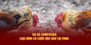 Đá Gà Campuchia - Loại Hình Cá Cược Độc Đáo Tại VN88