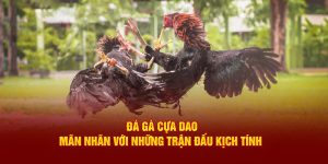 Đá Gà Cựa Dao VN88 - Mãn Nhãn Với Những Trận Đấu Kịch Tính