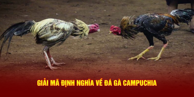 Giải mã định nghĩa về đá gà Campuchia