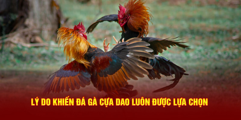 Lý do khiến đá gà cựa dao luôn được lựa chọn