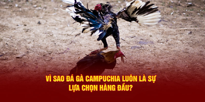 Lý do đá gà Campuchia luôn là sự lựa chọn hàng đầu 